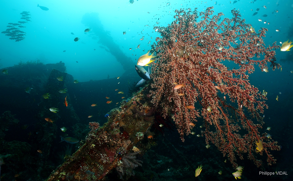 Bali 2016 - Liberty - Corail - IMG_5796_rc.jpg